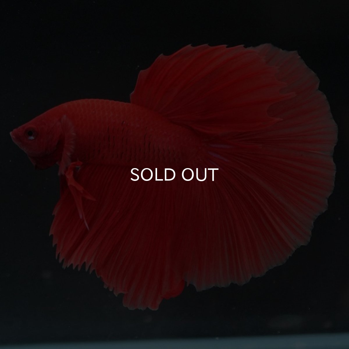 画像5: HM ソリッドレッド (5)