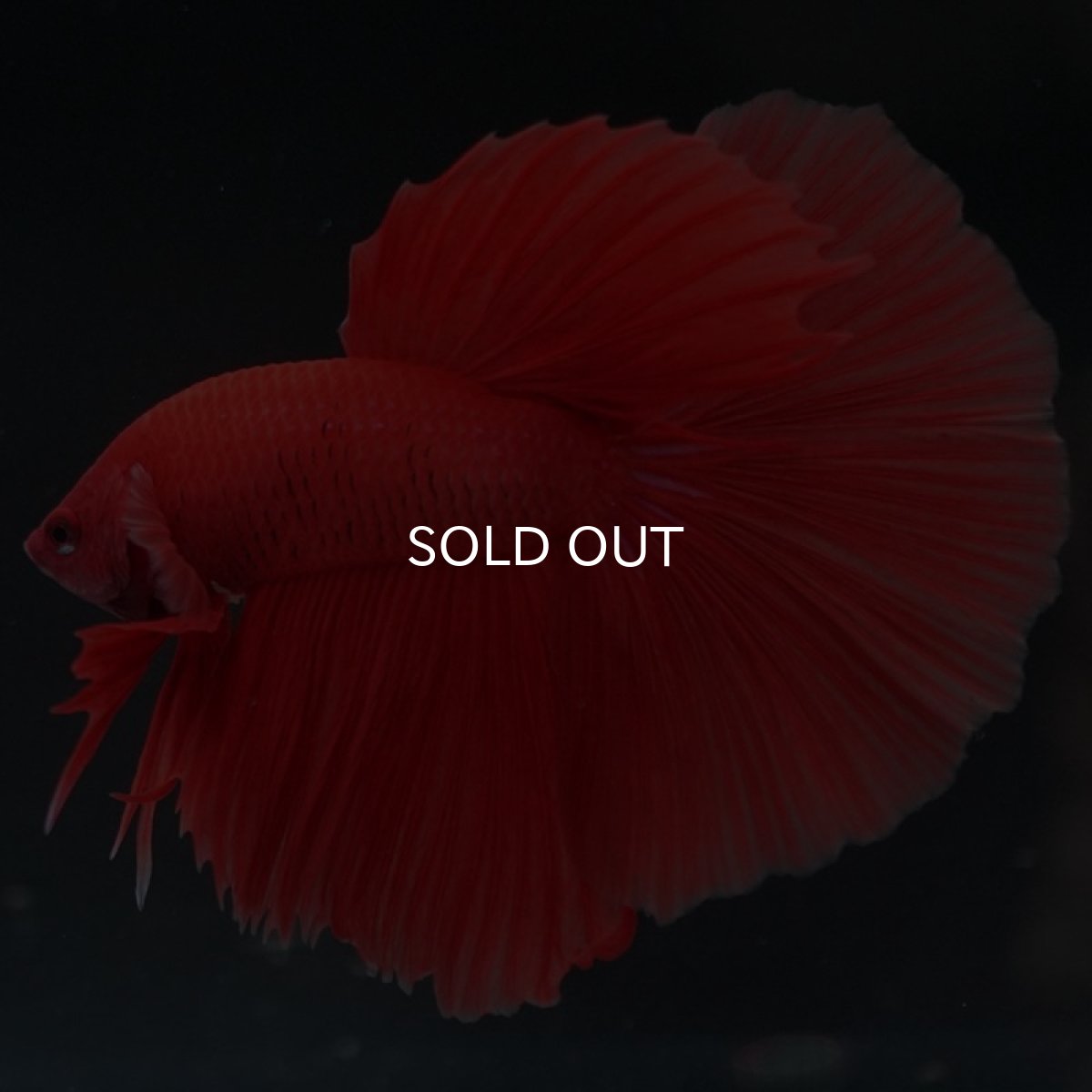 画像4: HM ソリッドレッド (4)