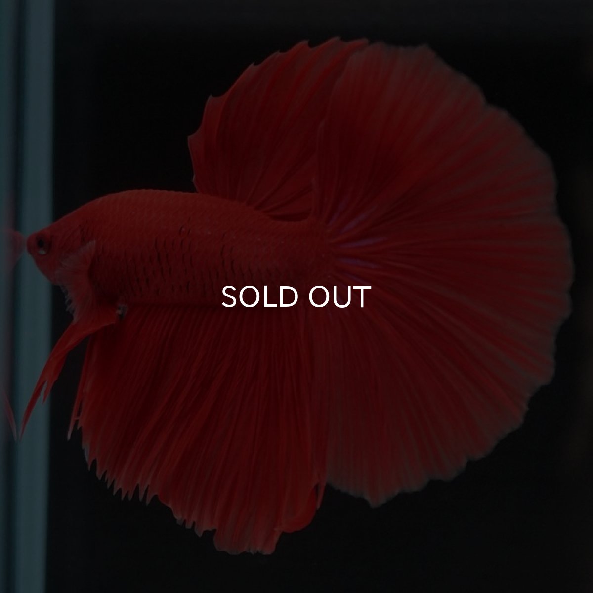 画像2: HM ソリッドレッド (2)