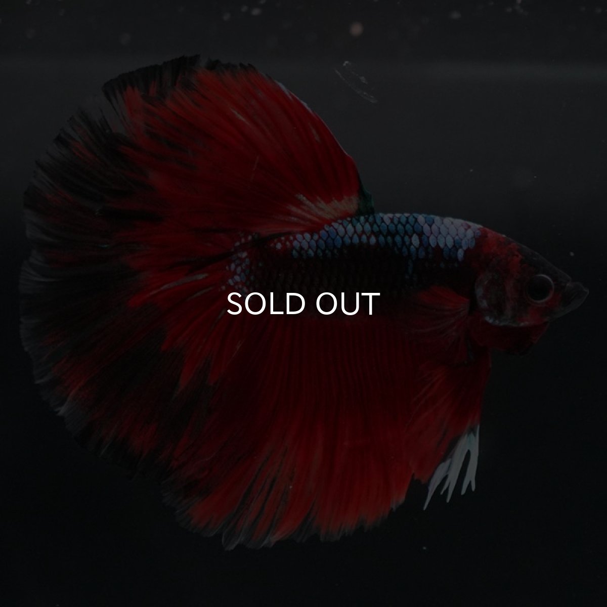 画像9: HM レッドギャラクシー (9)