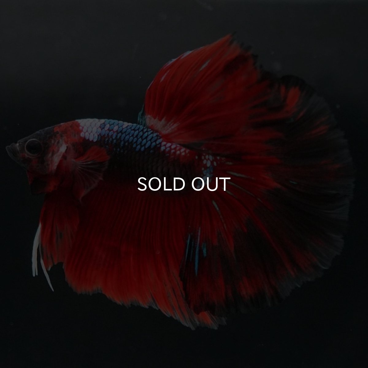 画像8: HM レッドギャラクシー (8)