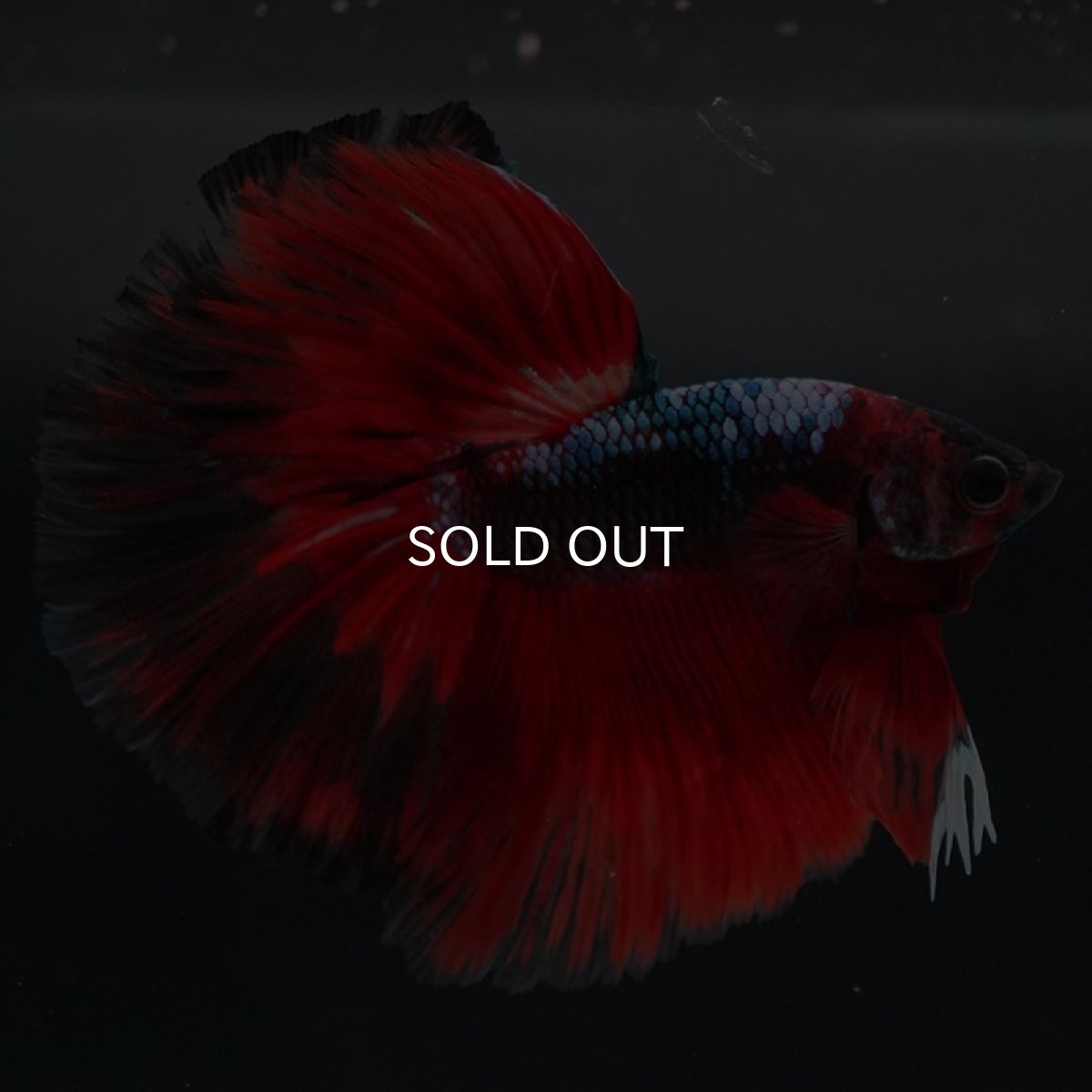 画像3: HM レッドギャラクシー (3)