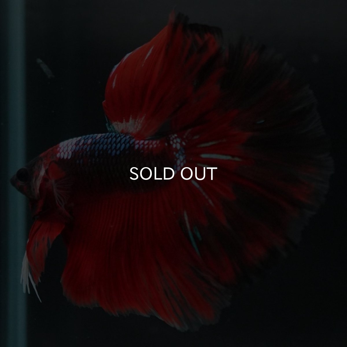 画像7: HM レッドギャラクシー (7)