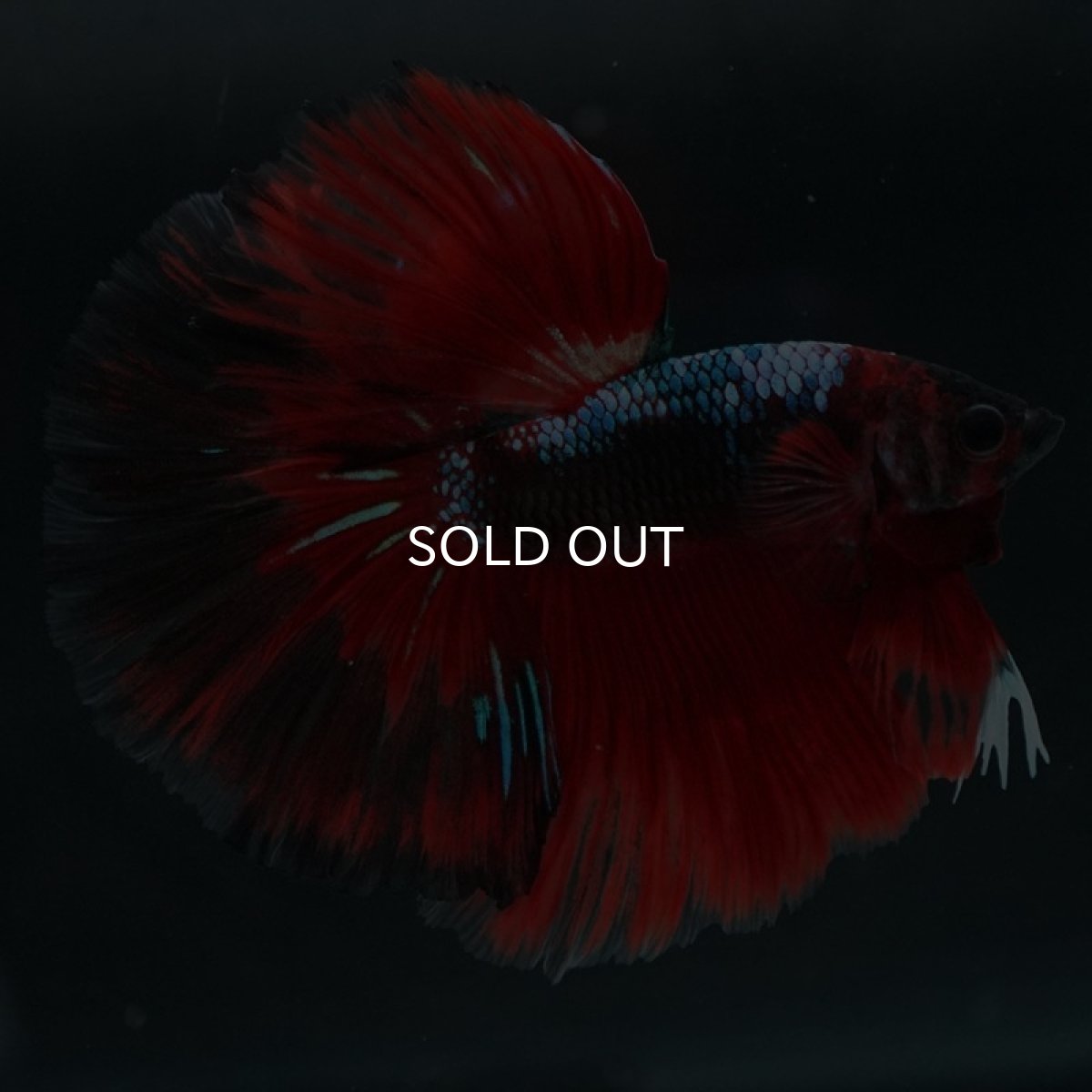 画像6: HM レッドギャラクシー (6)