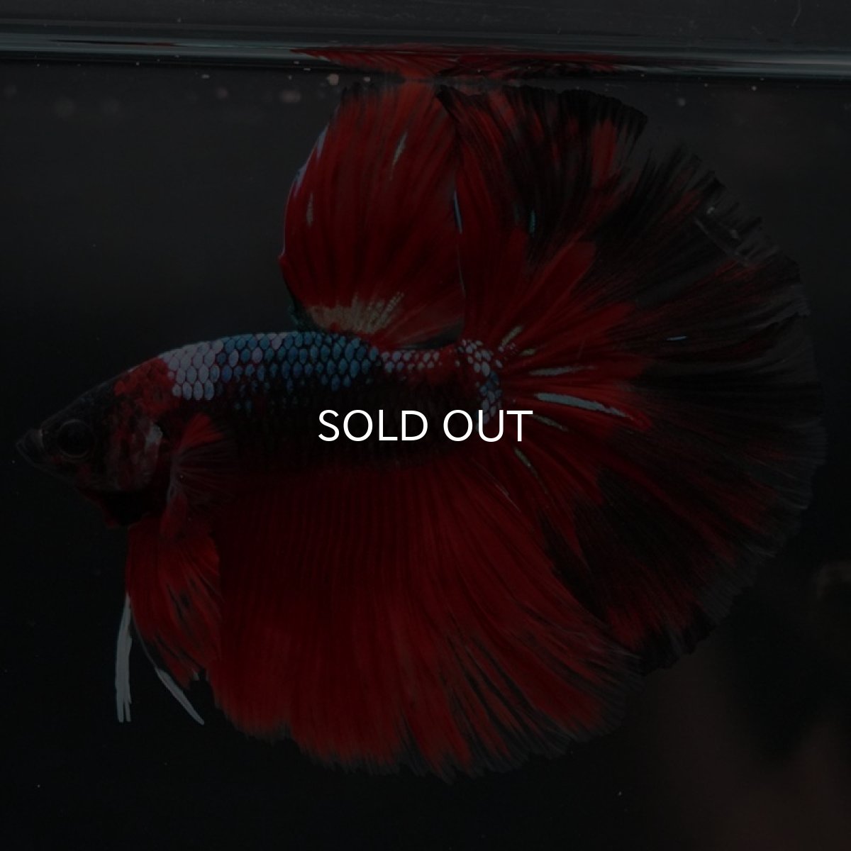 画像4: HM レッドギャラクシー (4)