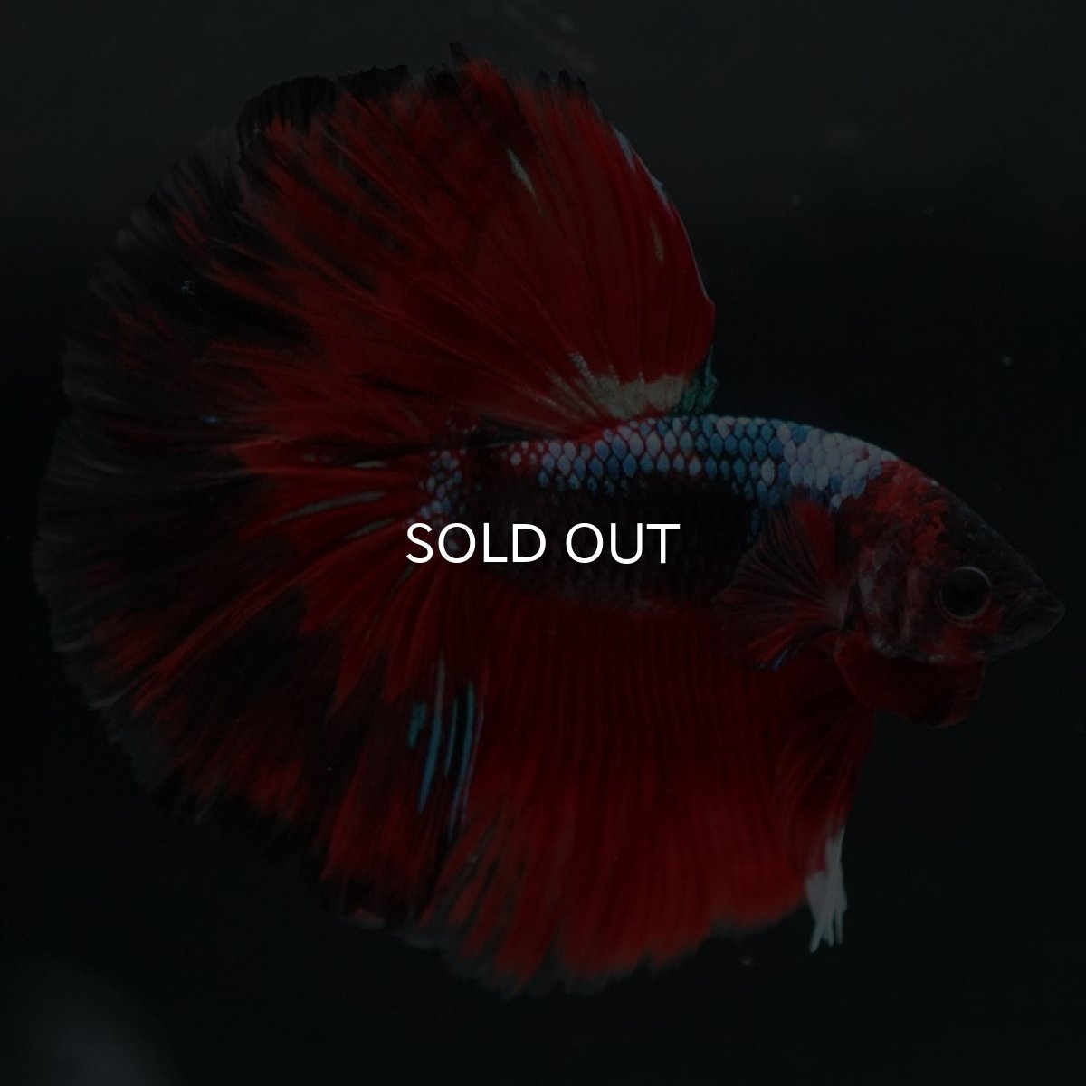 画像5: HM レッドギャラクシー (5)