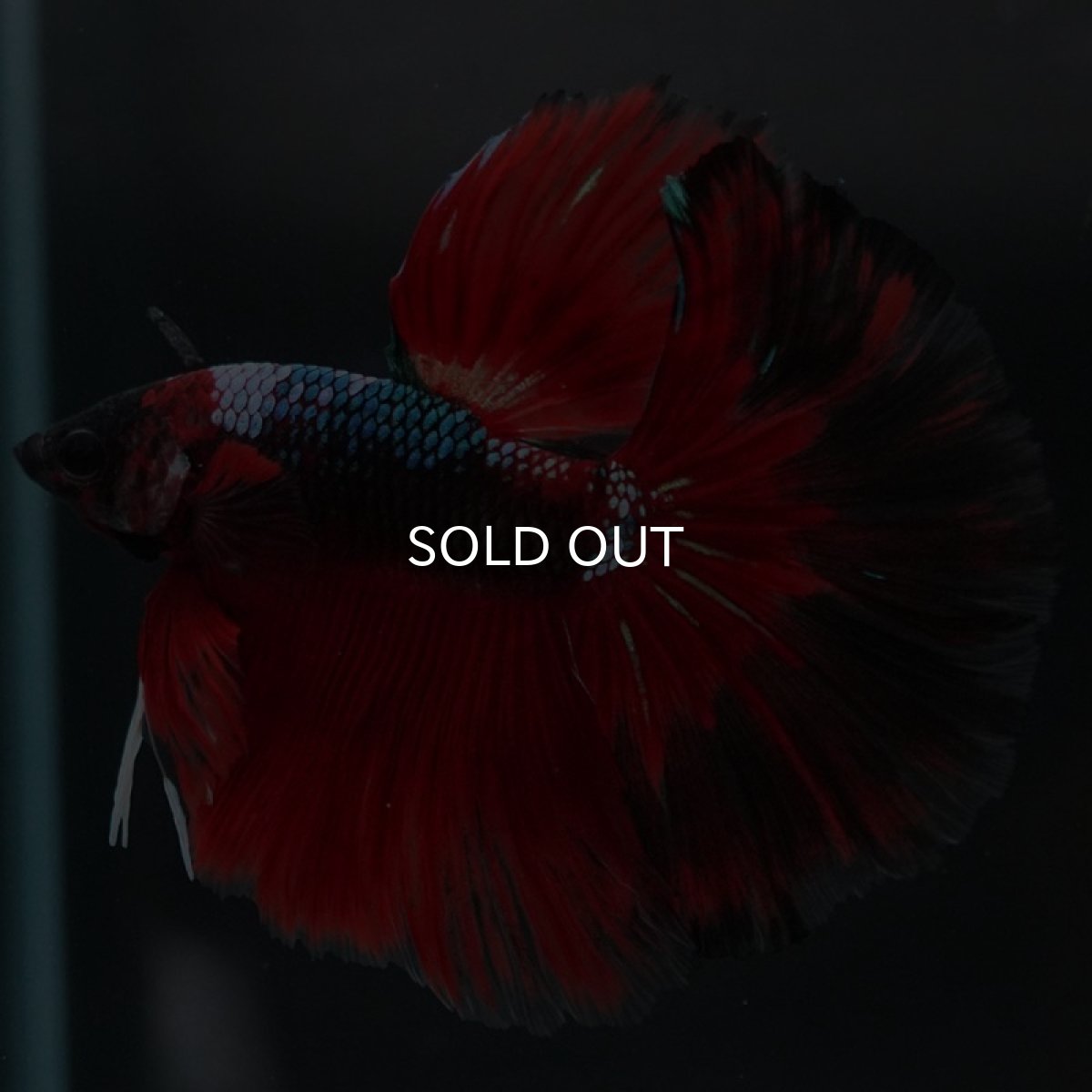 画像2: HM レッドギャラクシー (2)