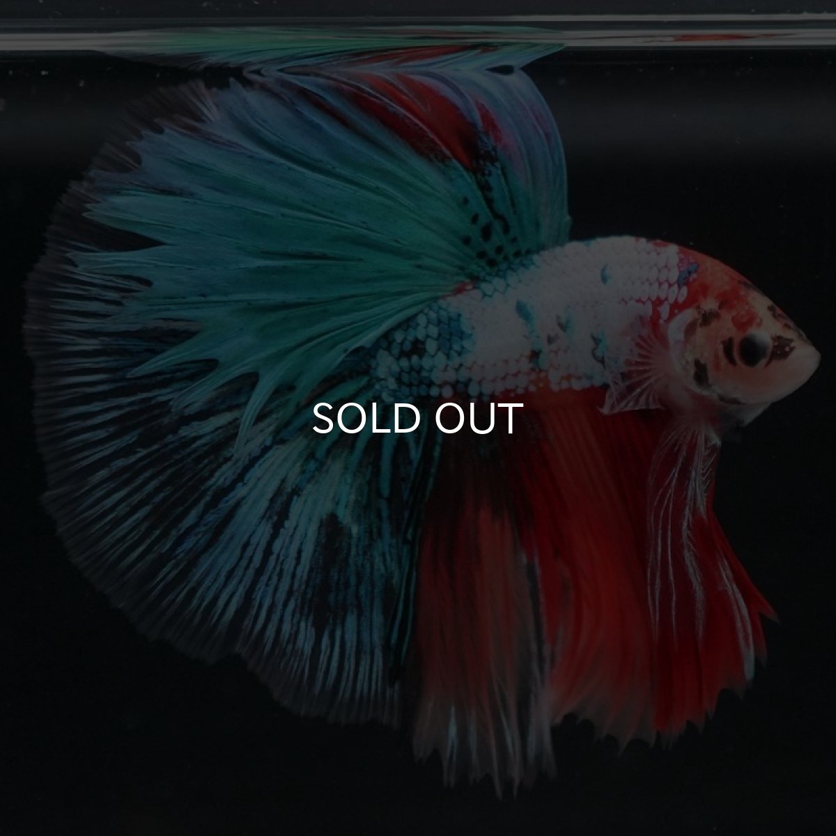 画像4: HM　キャンディギャラクシー (4)