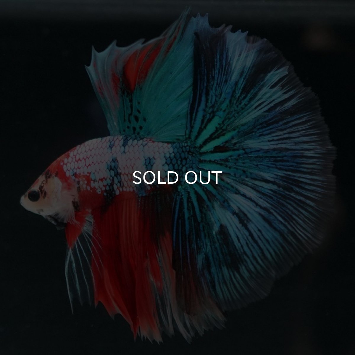 画像5: HM　キャンディギャラクシー (5)