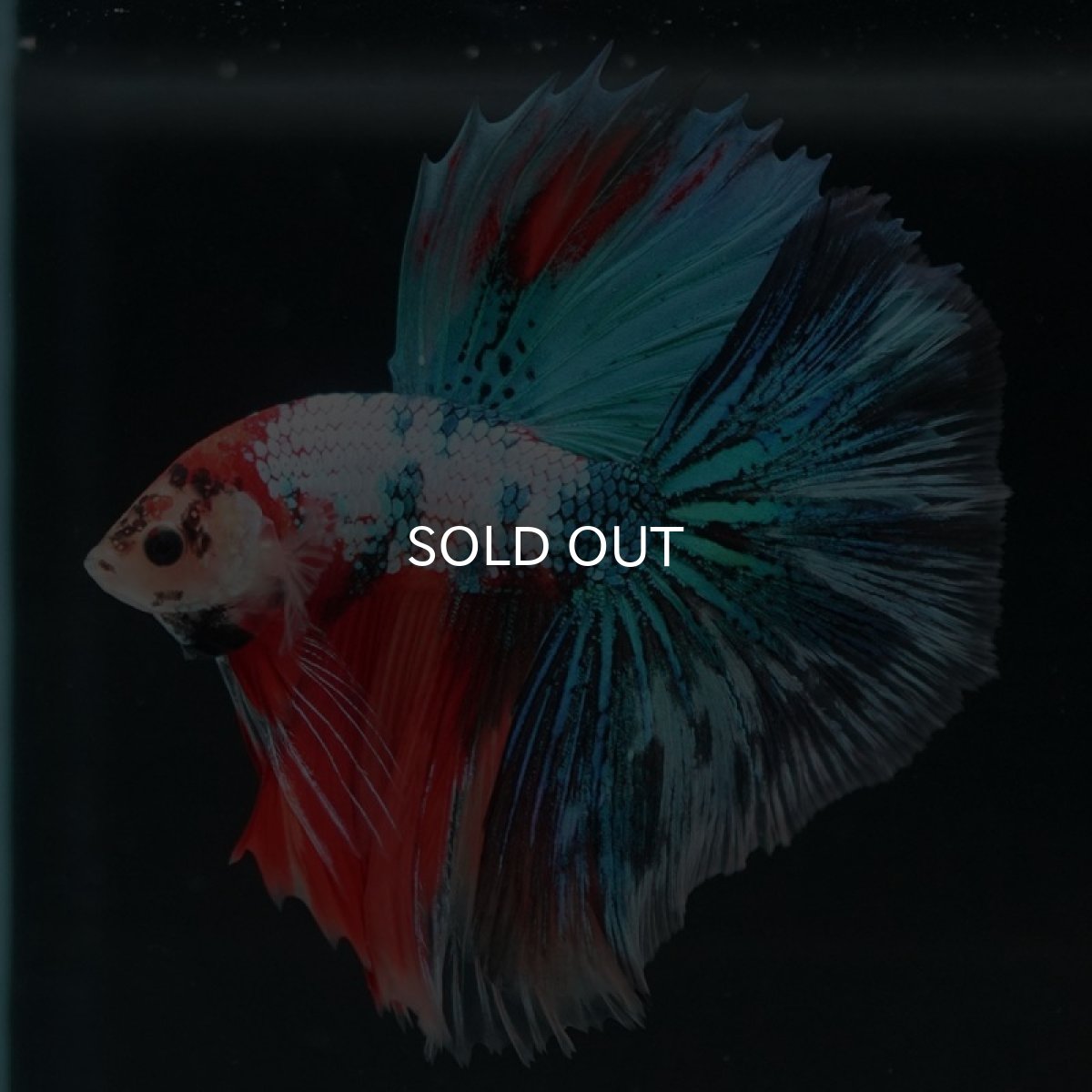 画像3: HM　キャンディギャラクシー (3)