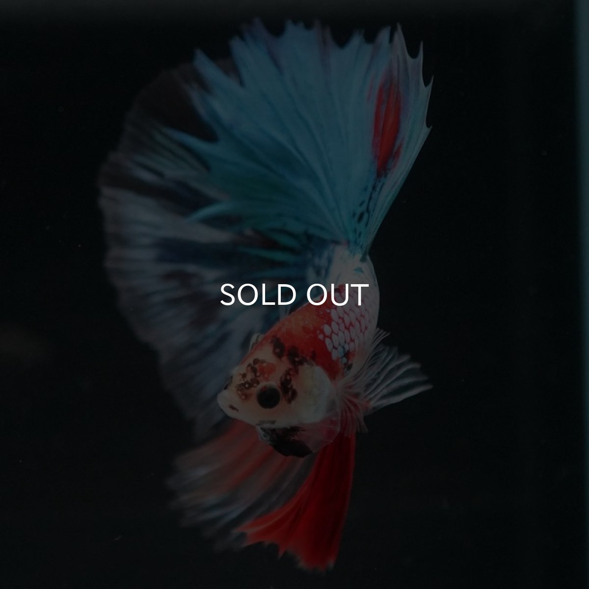 画像2: HM　キャンディギャラクシー (2)