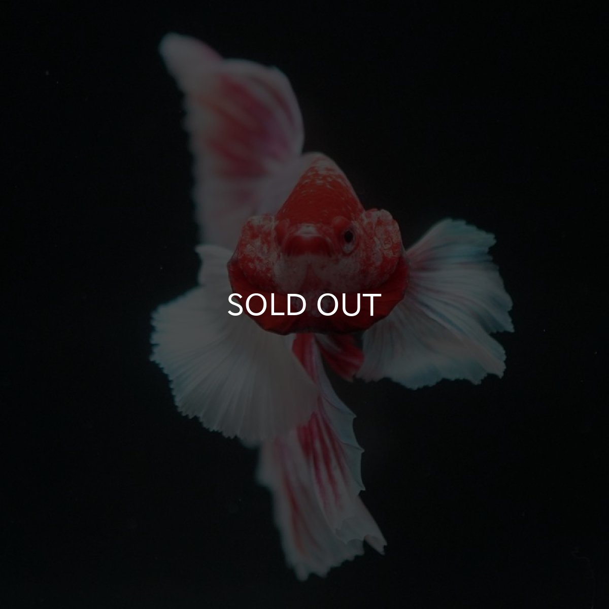 画像3: HMダンボ ファンシーレッド (3)