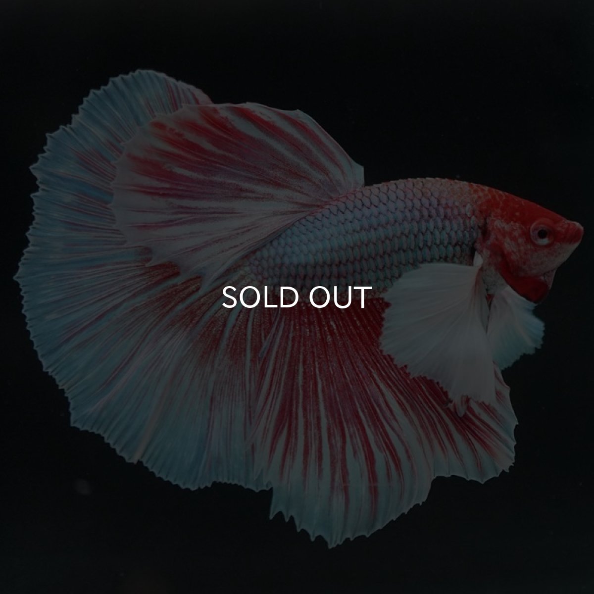 画像7: HMダンボ ファンシーレッド (7)