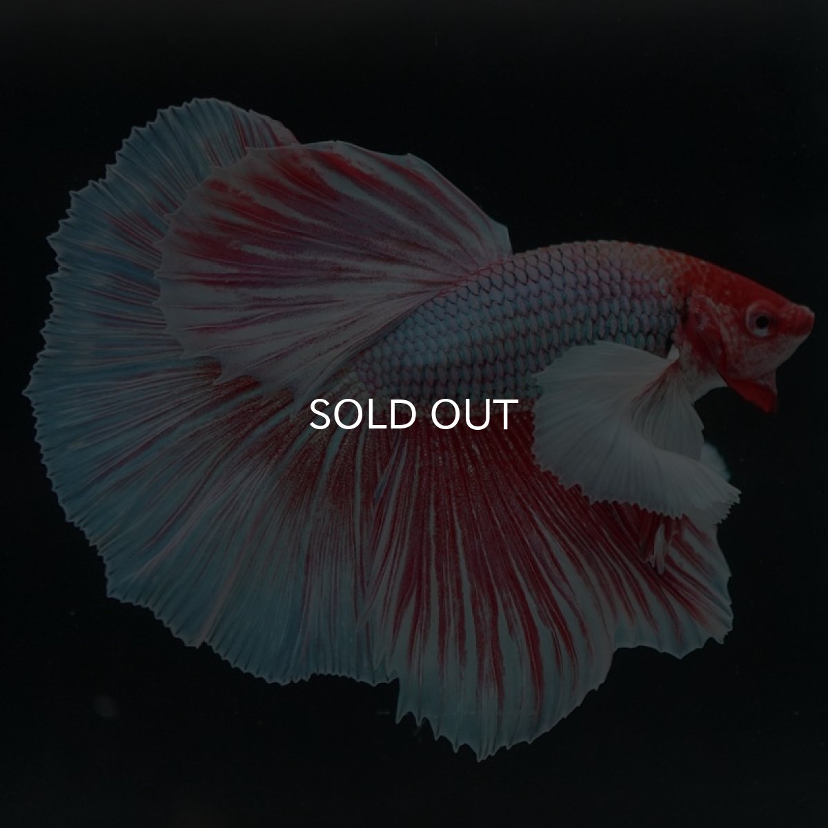 画像5: HMダンボ ファンシーレッド (5)