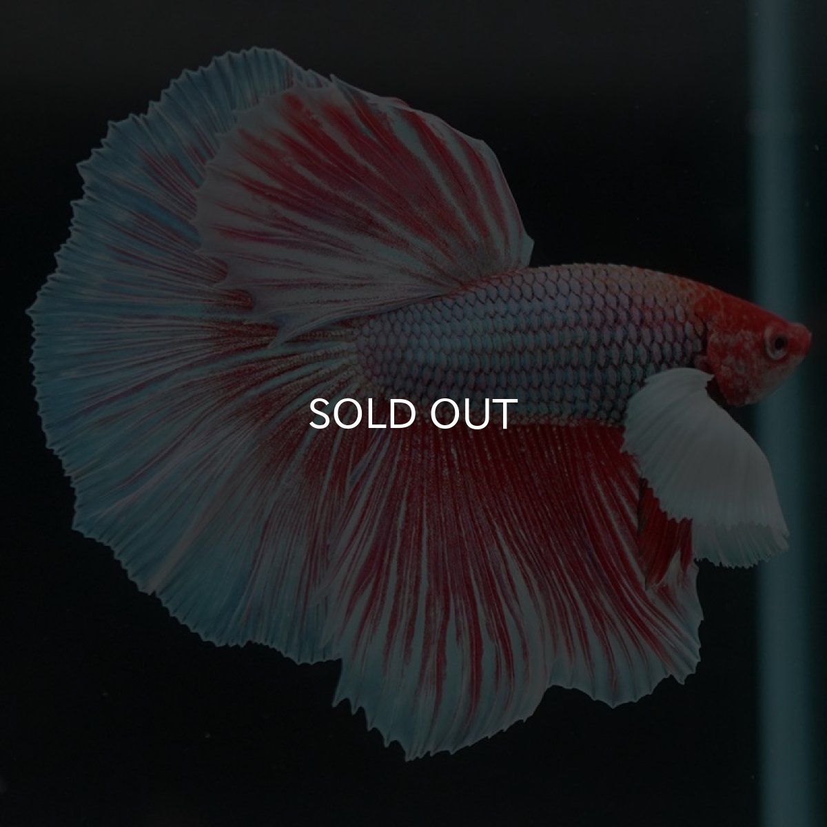 画像2: HMダンボ ファンシーレッド (2)