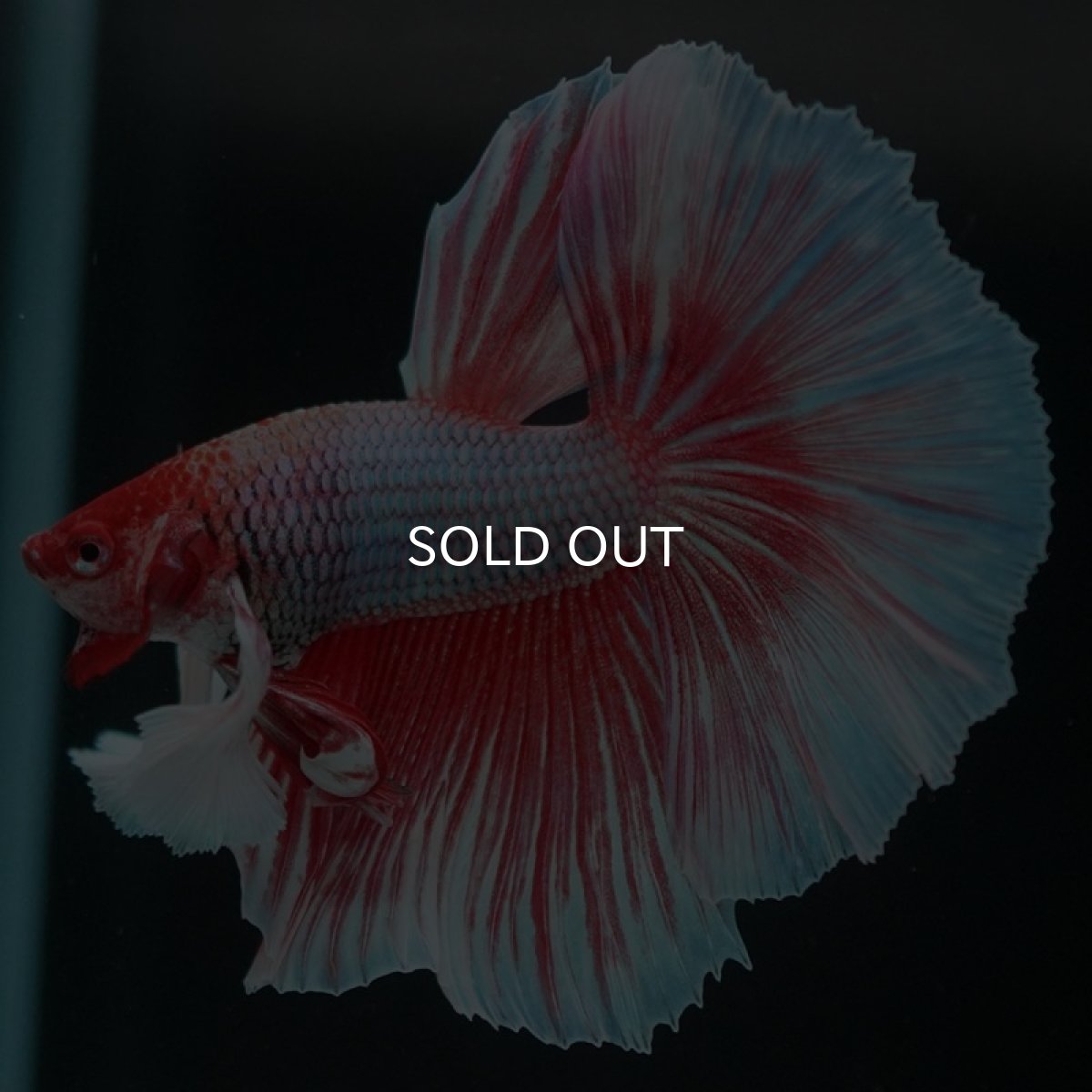 画像6: HMダンボ ファンシーレッド (6)