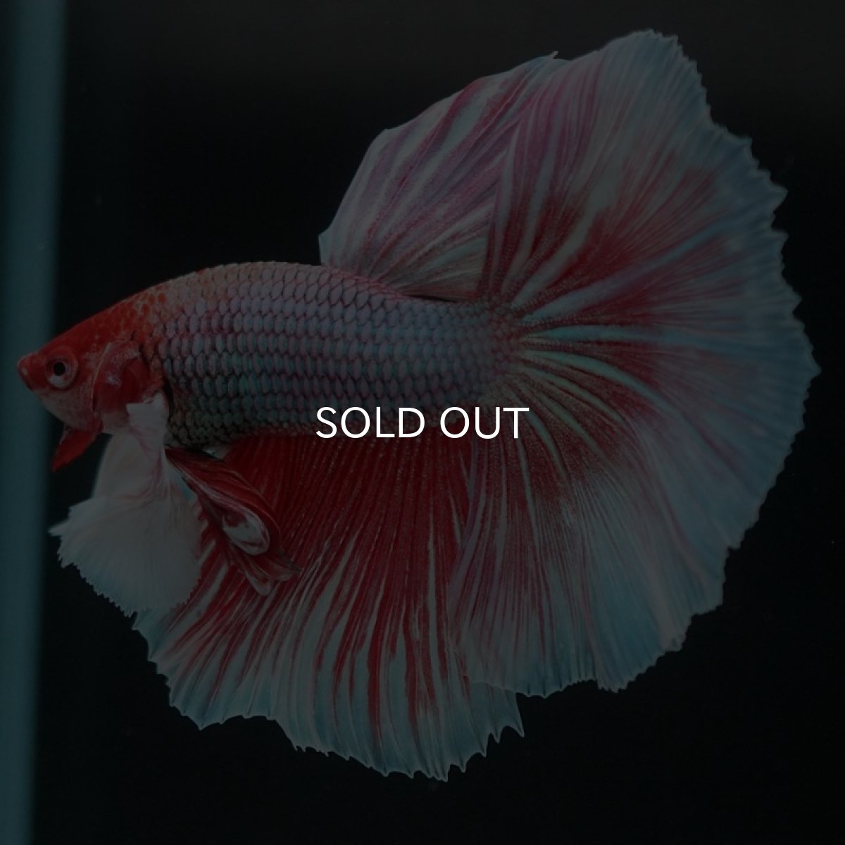 画像4: HMダンボ ファンシーレッド (4)