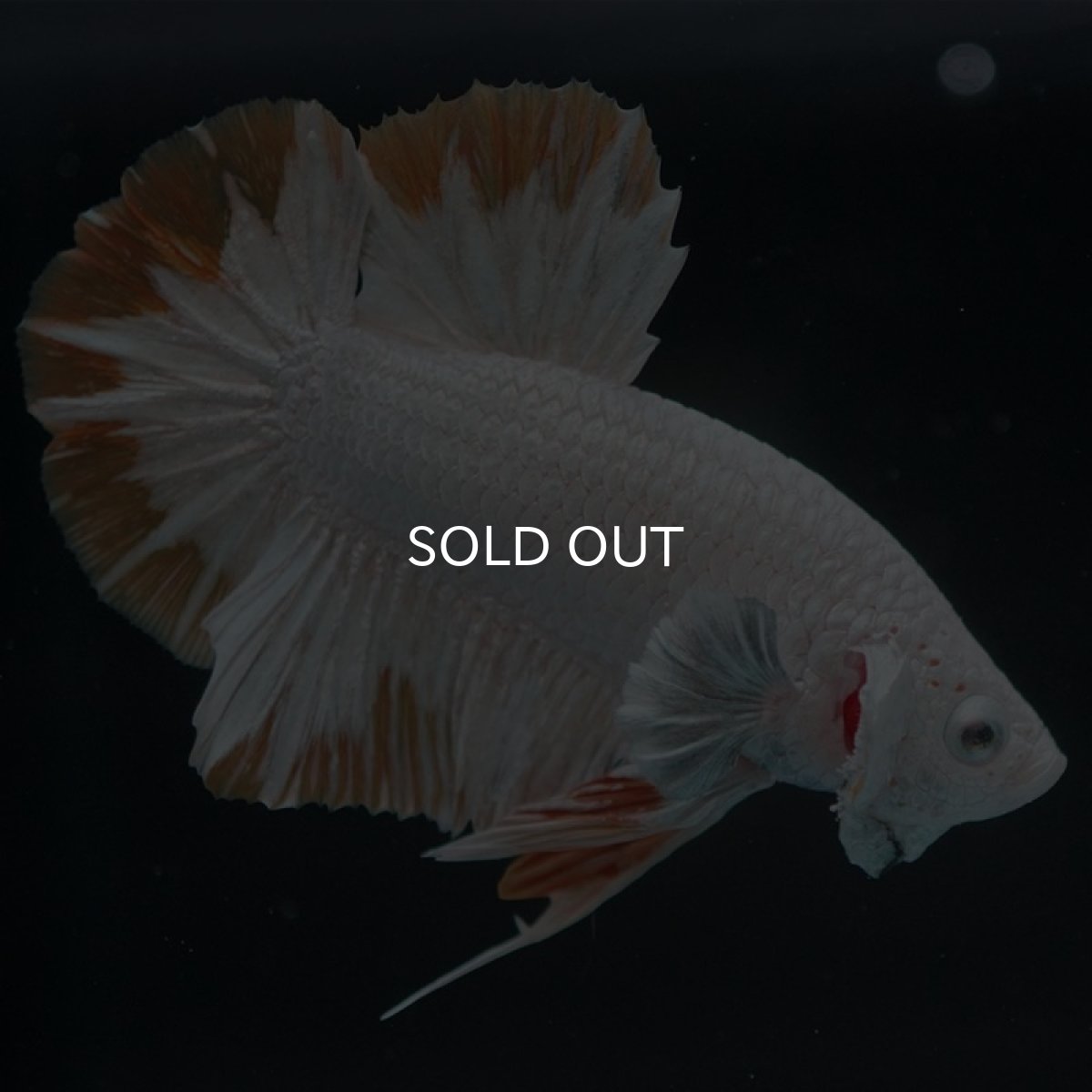 画像9: HMPK　プラチナイエロードラゴン　スノー (9)