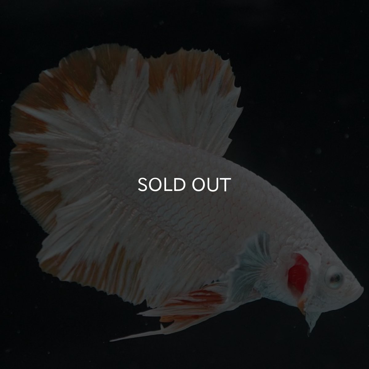 画像10: HMPK　プラチナイエロードラゴン　スノー (10)