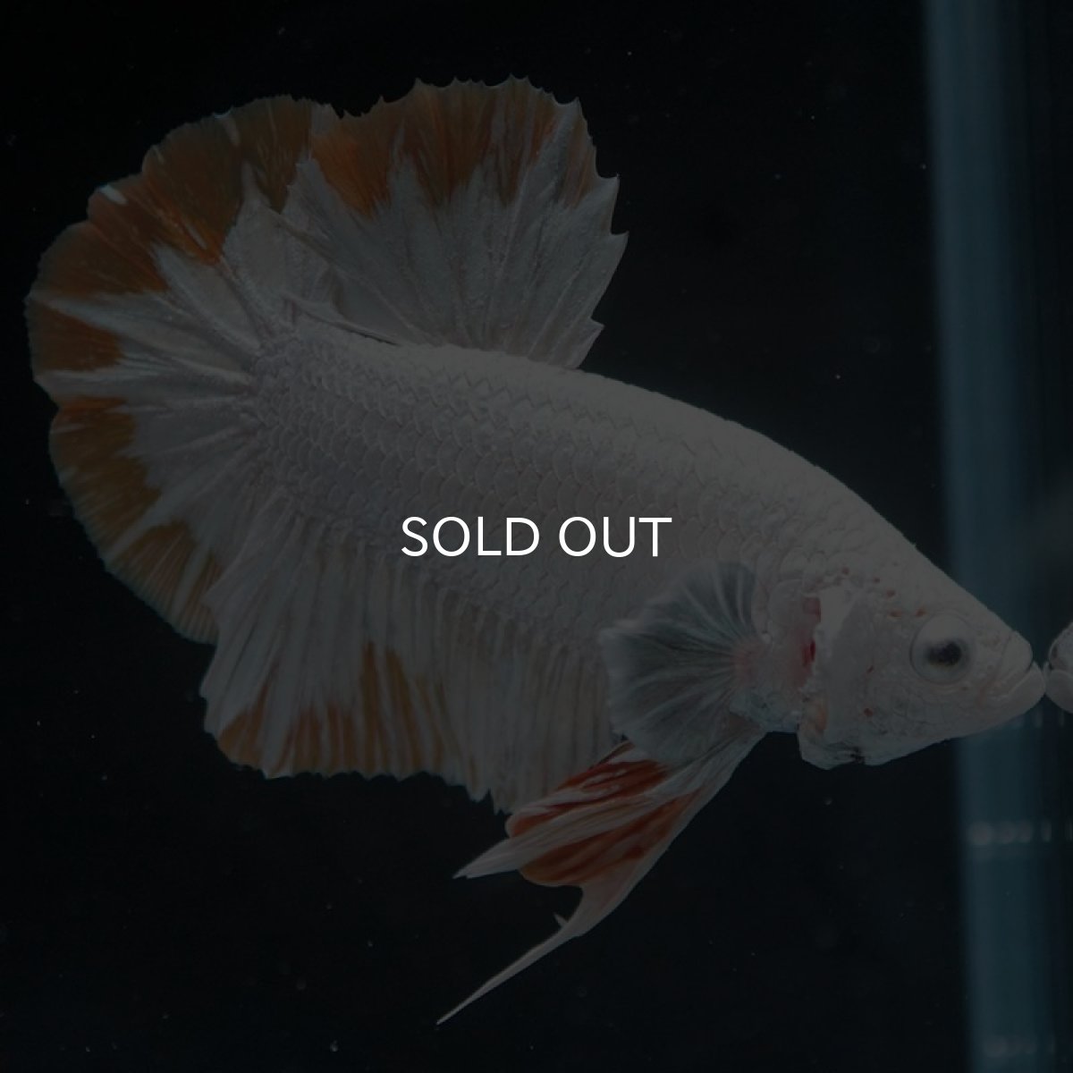 画像11: HMPK　プラチナイエロードラゴン　スノー (11)