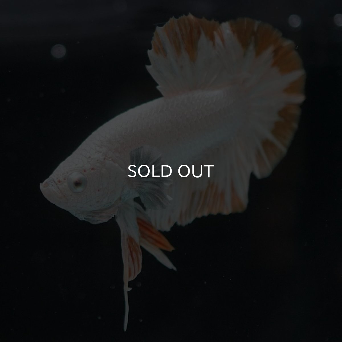 画像7: HMPK　プラチナイエロードラゴン　スノー (7)