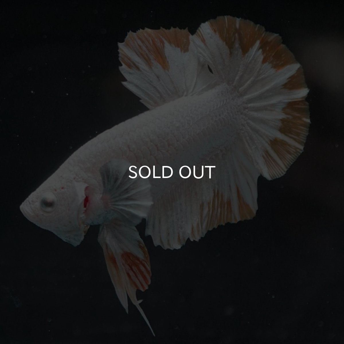 画像5: HMPK　プラチナイエロードラゴン　スノー (5)