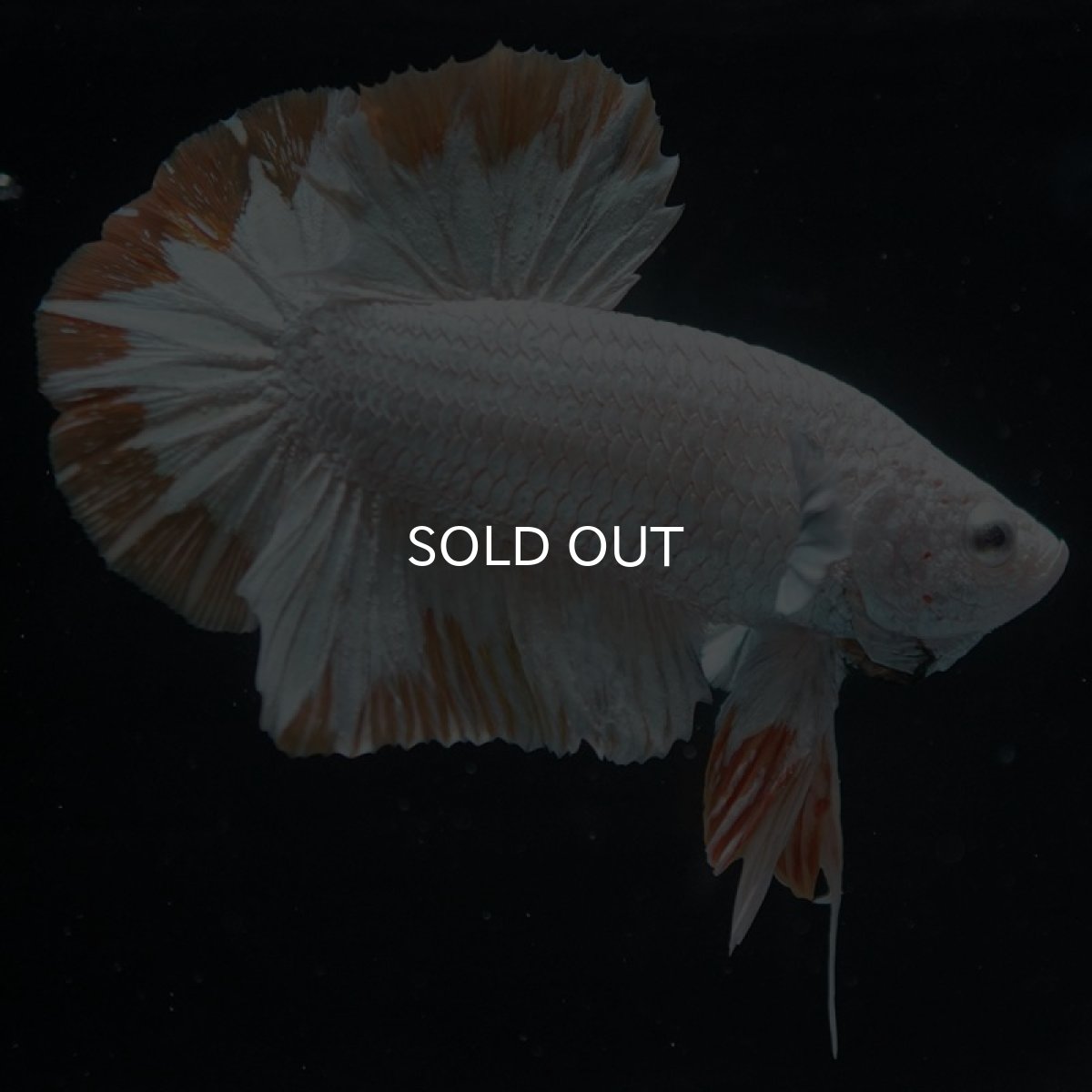 画像6: HMPK　プラチナイエロードラゴン　スノー (6)