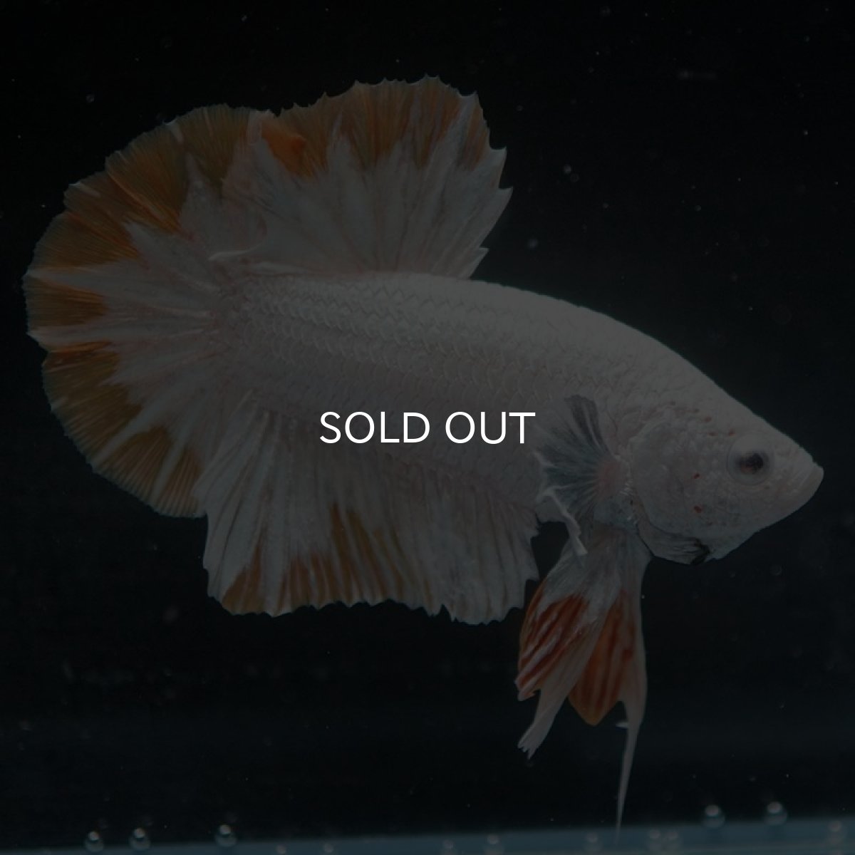 画像4: HMPK　プラチナイエロードラゴン　スノー (4)