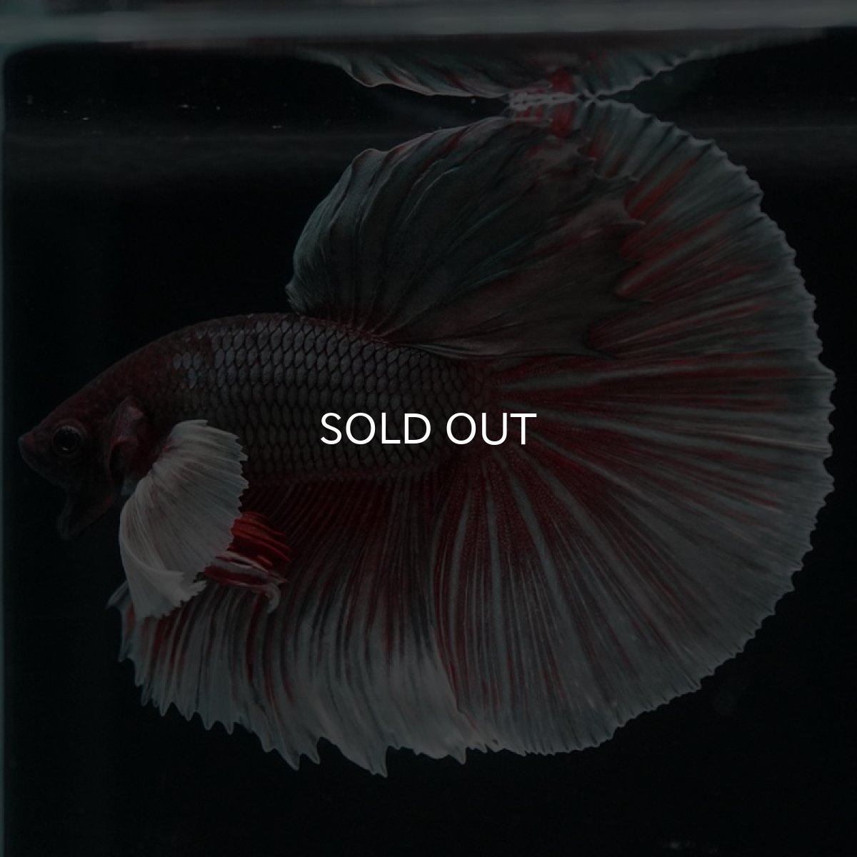 画像9: HMダンボ ファンシーカッパー (9)