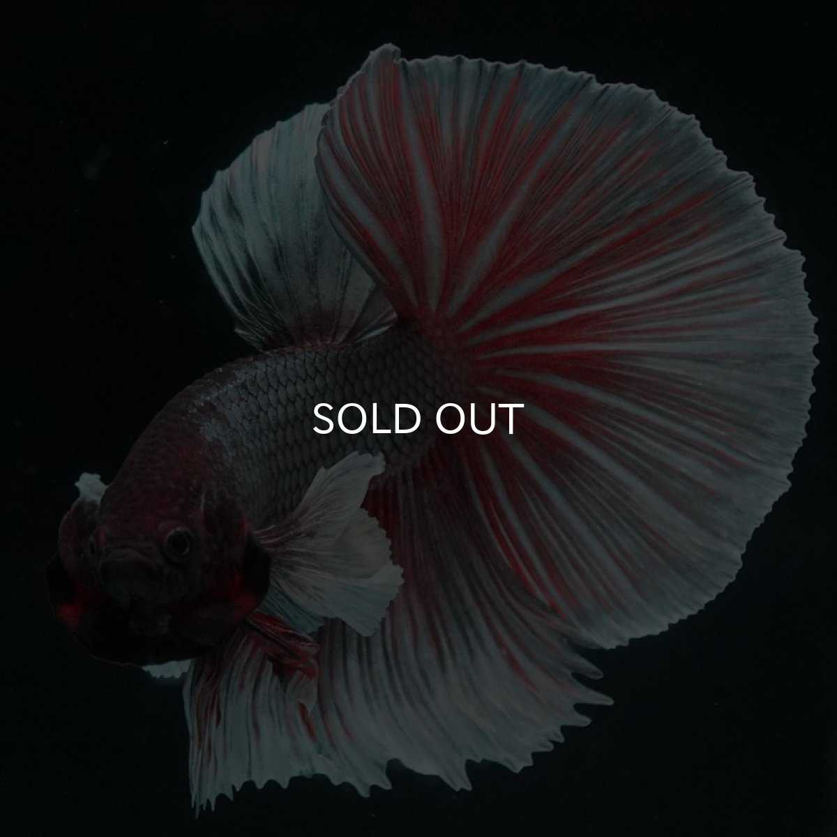 画像3: HMダンボ ファンシーカッパー (3)