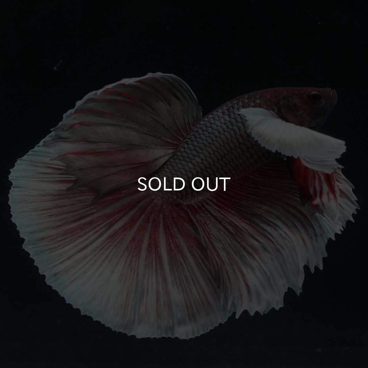 画像8: HMダンボ ファンシーカッパー (8)