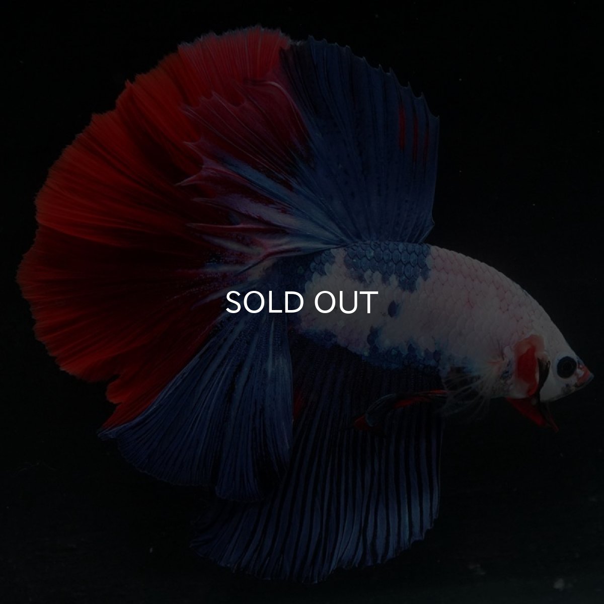 画像7: HM ホワイトファンシー (7)