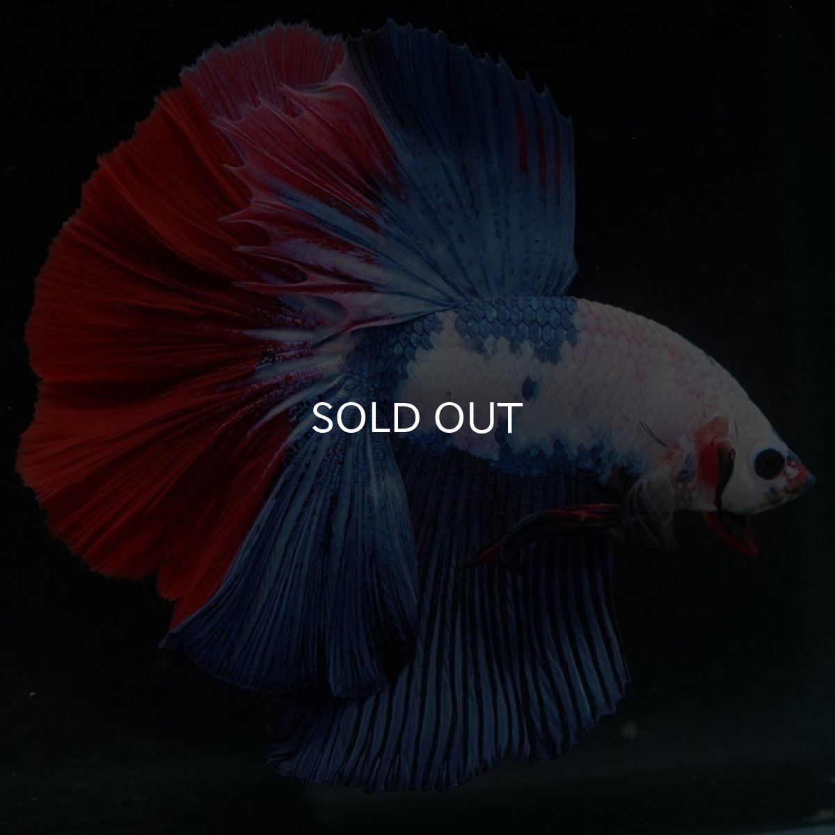 画像5: HM ホワイトファンシー (5)