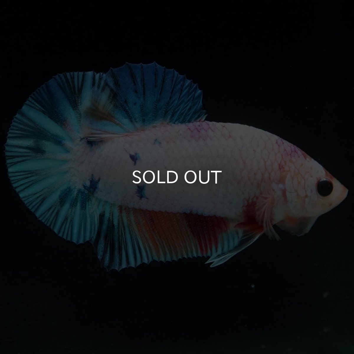 画像6: HMPK キャンディレインボー (6)