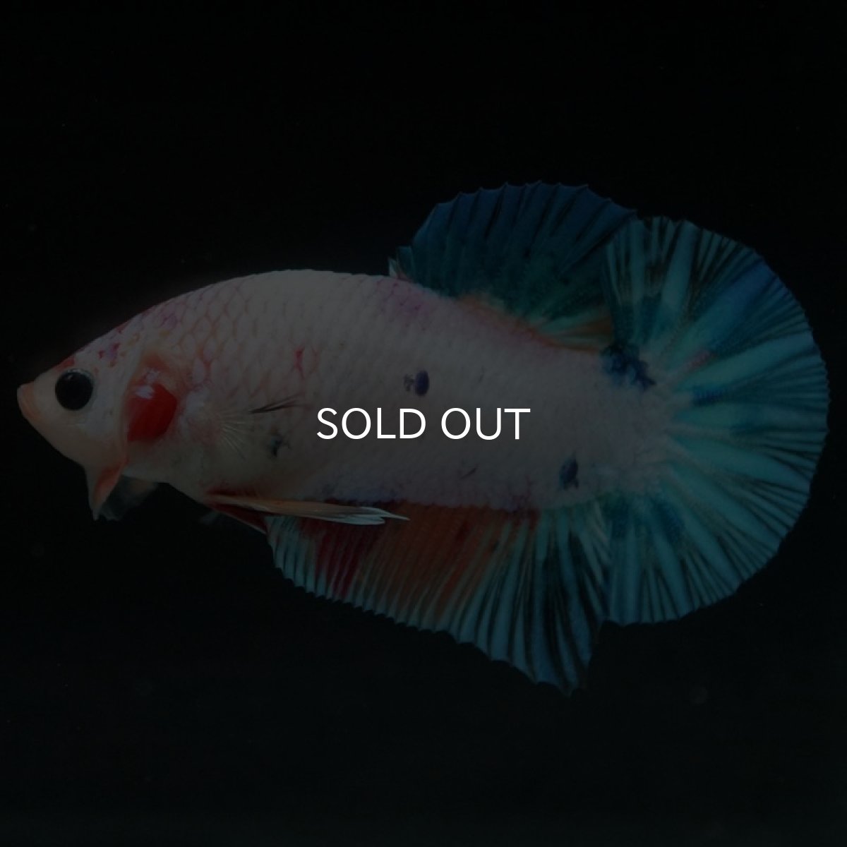 画像4: HMPK キャンディレインボー (4)