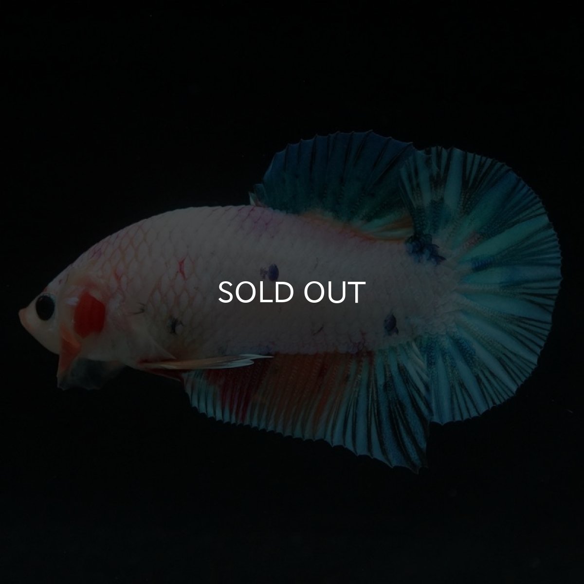 画像7: HMPK キャンディレインボー (7)