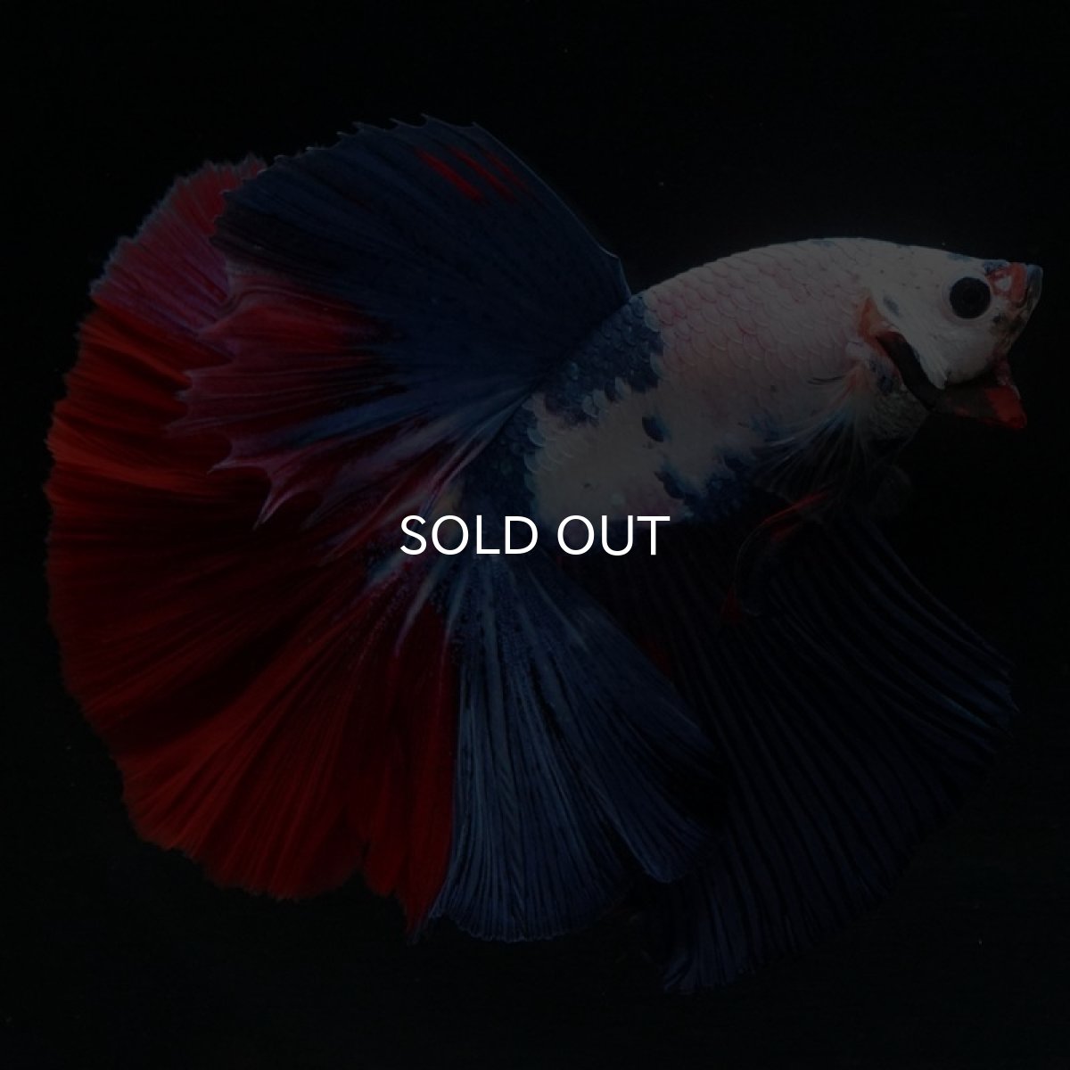 画像3: HM ホワイトファンシー (3)