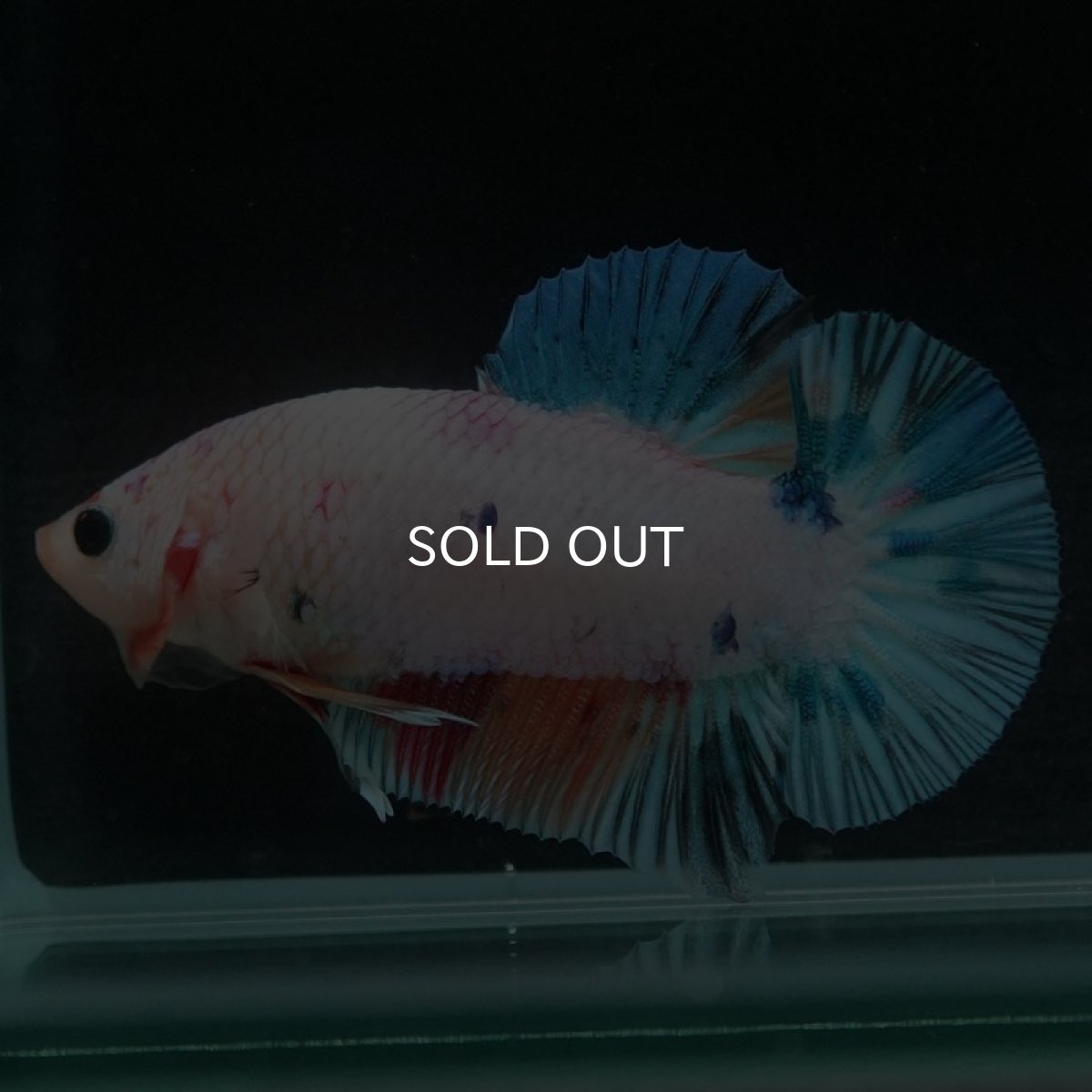 画像5: HMPK キャンディレインボー (5)