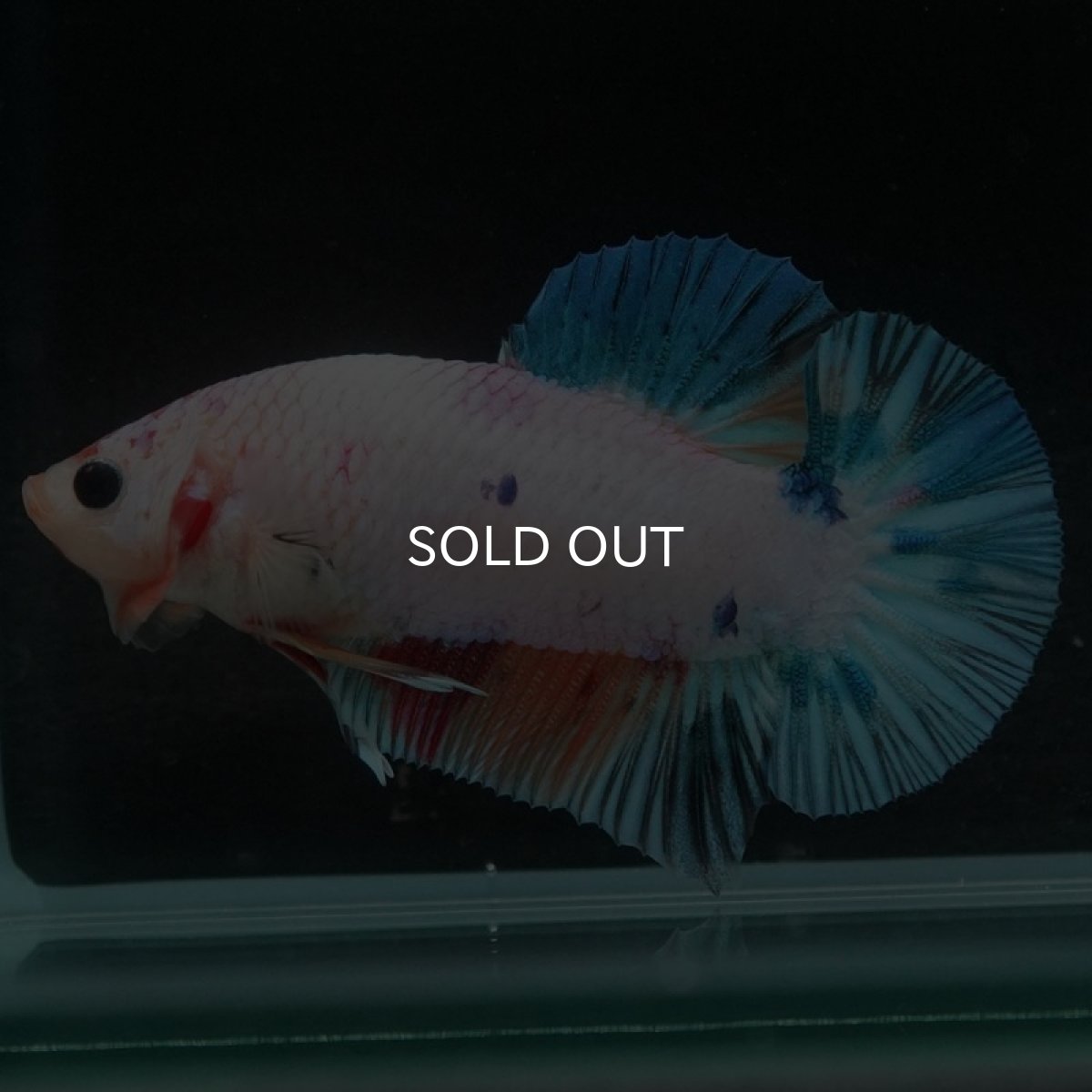 画像2: HMPK キャンディレインボー (2)