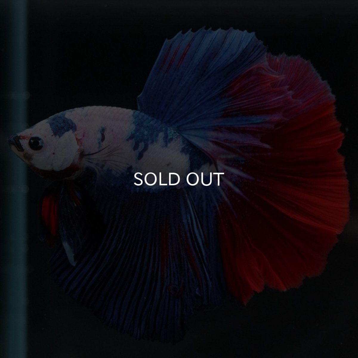 画像2: HM ホワイトファンシー (2)