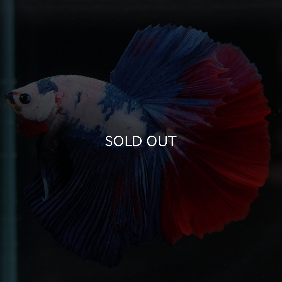 画像8: HM ホワイトファンシー (8)