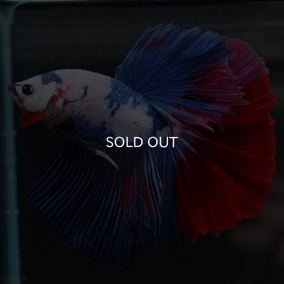 画像6: HM ホワイトファンシー (6)