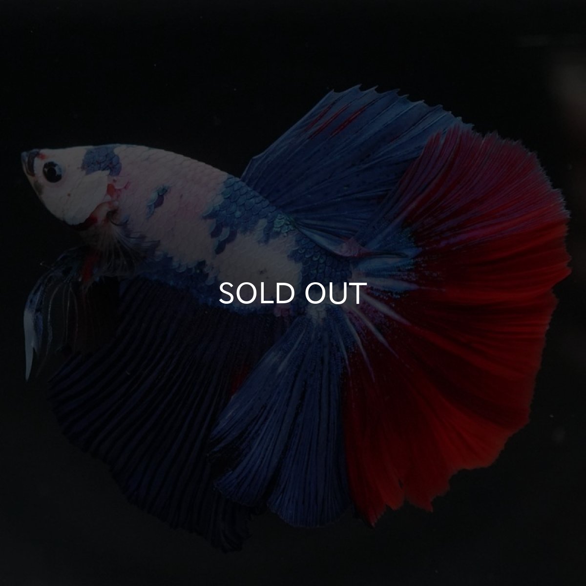 画像4: HM ホワイトファンシー (4)