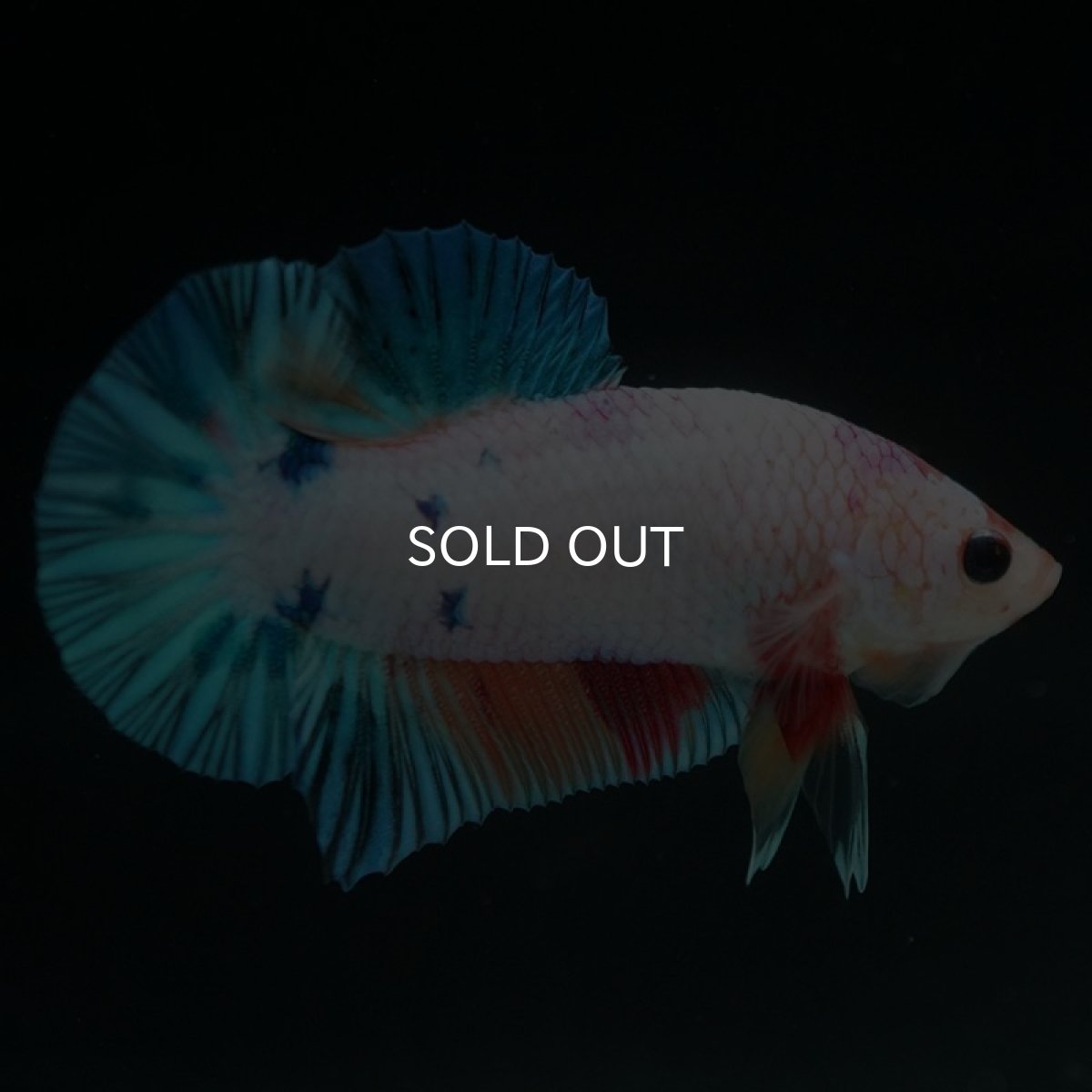 画像3: HMPK キャンディレインボー (3)