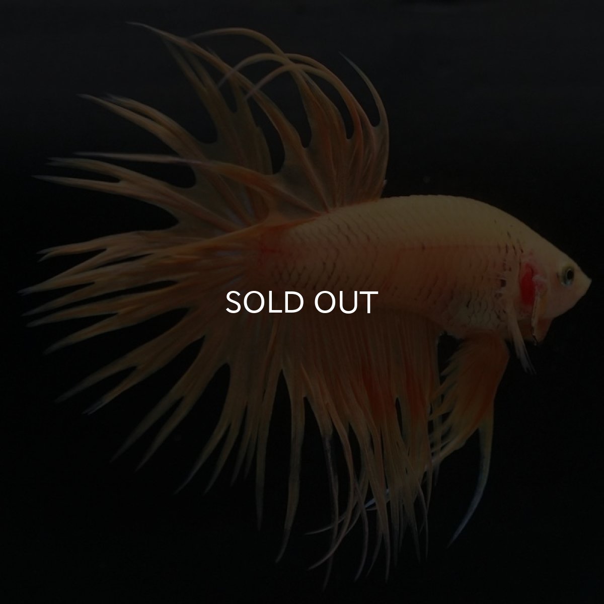 画像8: CT イエロー (8)