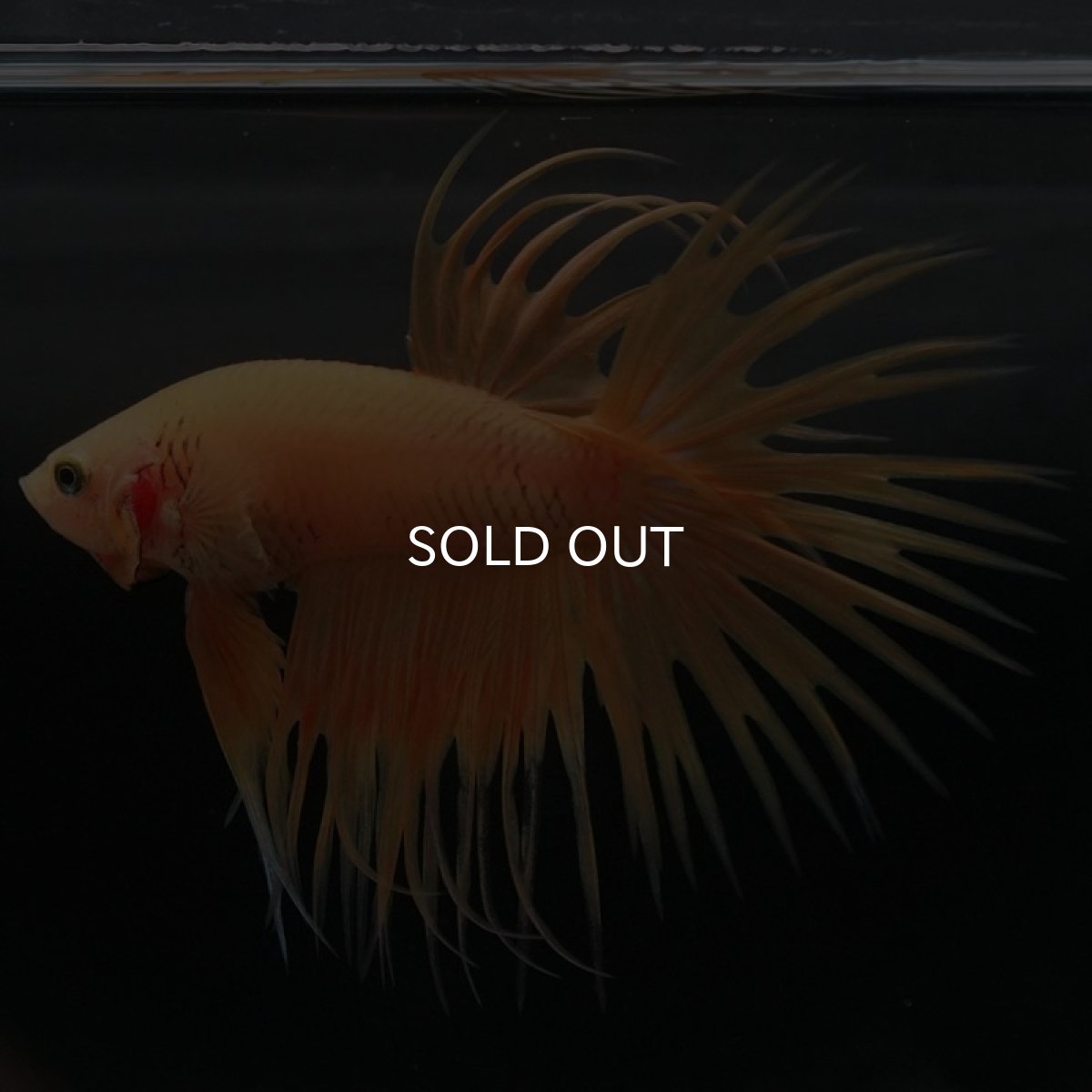 画像7: CT イエロー (7)