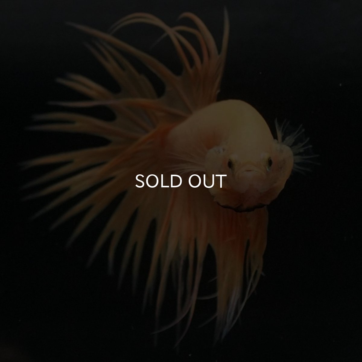 画像5: CT イエロー (5)