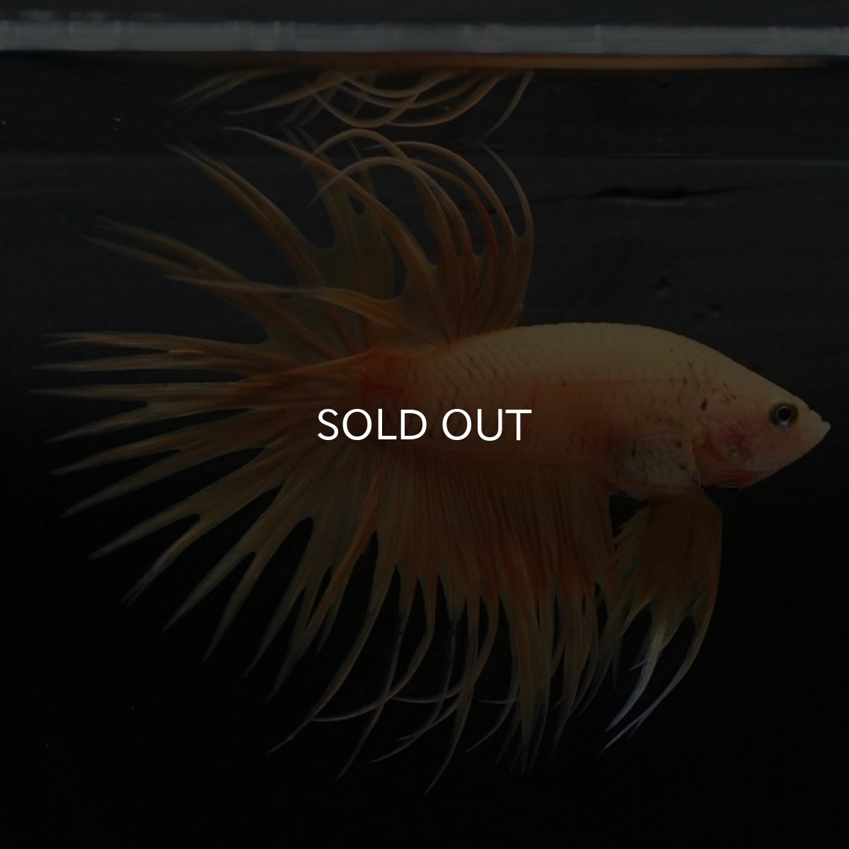 画像6: CT イエロー (6)