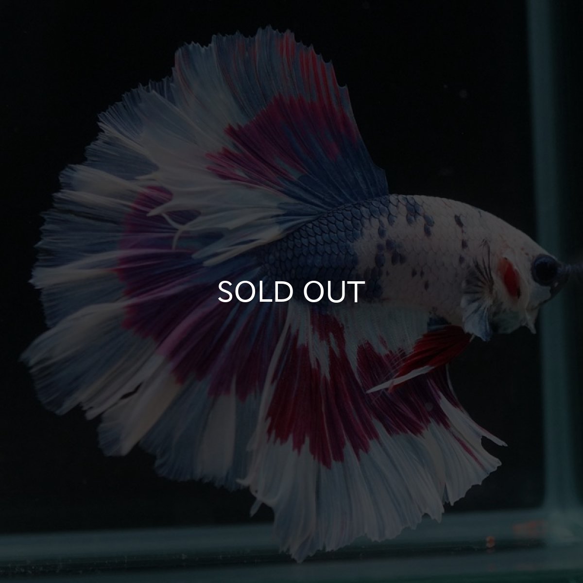 画像8: HM　ファンシー　ローズテール (8)