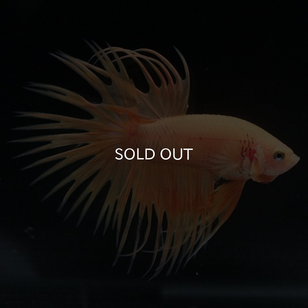 画像4: CT イエロー (4)